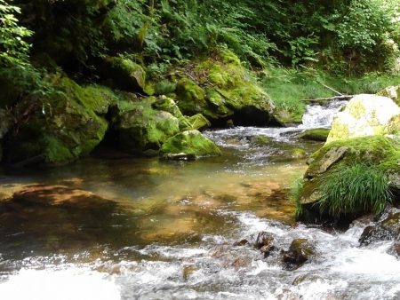 今季３匹目の川サバ ～長良川水系～